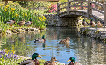 Answer: Counting the Ducks at the Pond